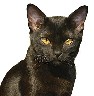 Benutzeravatar